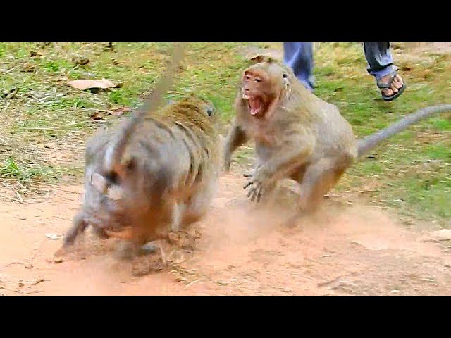 Extremely Pity!! Pity Sweetpea Got attack by his father Fillip look so terrified