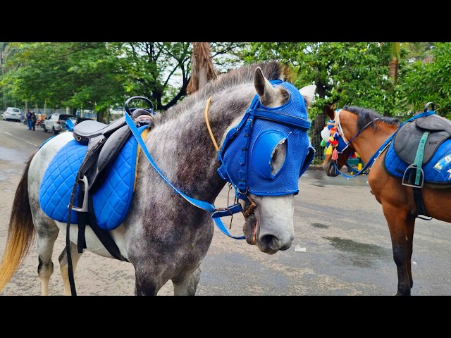 NAIK KUDA ~ KUDA DELMAN ~ NAIK DELMAN ISTIMEWA ~ KALAU KAU SUKA HATI ~ DISINI SENANG DI SANA SENANG