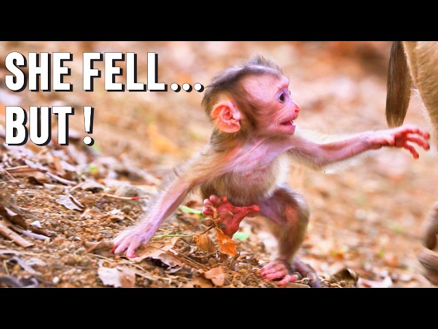 🔴Mama Molla & Baby Moana 💛 She’s Trying to Walk! So Active, Brave & Adorable