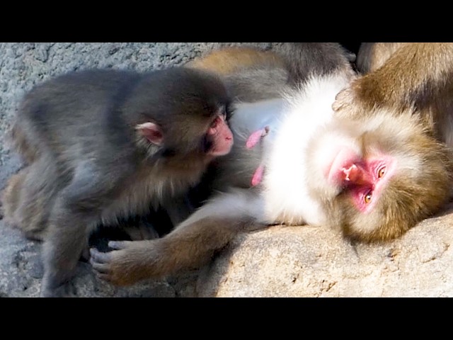 Punch, Raised by Humans, Sees a Nipple for the First Time