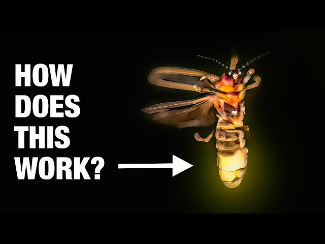 We Made The Stuff That Makes Fireflies Glow In A Lab
