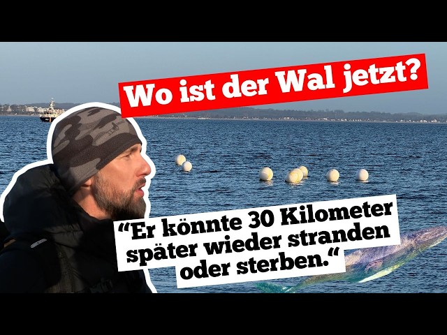 UNCUT: Statement by marine biologist Robert Marc Lehmann on the missing whale