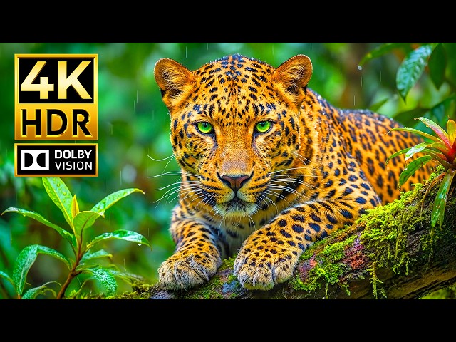 Ultimate Animal Footage in 4K HDR | Hyper-Real Wildlife in Dolby Vision 120FPS for 4K TVs