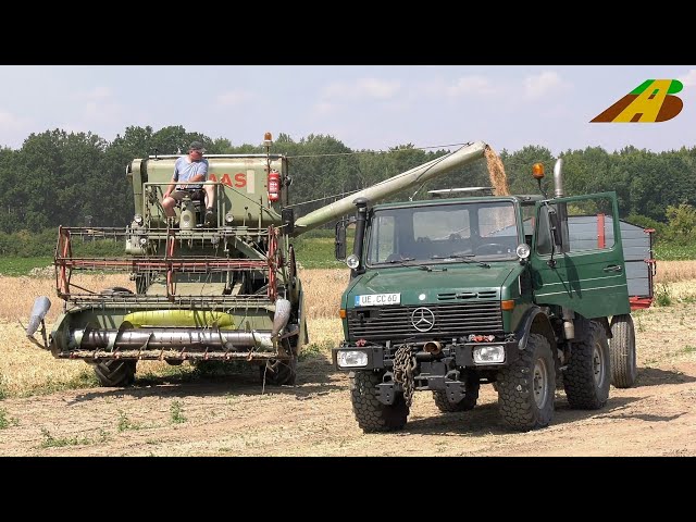 Getreideernte mit Oldtimer Claas Mähdrescher Matador, Unimog 1200,  Traktor BIO Landwirtschaft Bauer