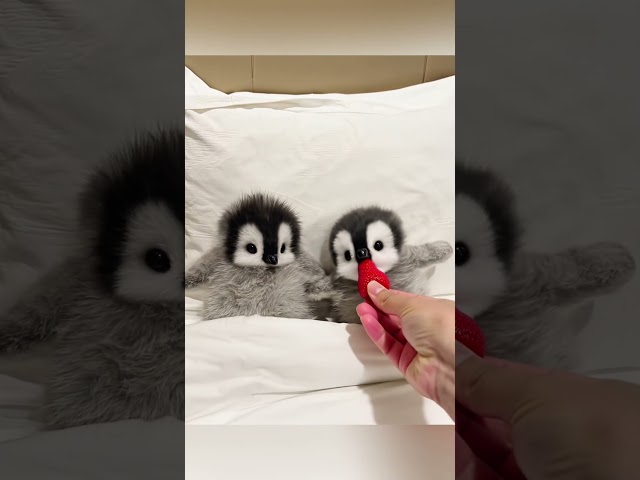 Cutest little penguins #cute #adorable #pet #penguin #babyanimals #fluffy #cuteanimal