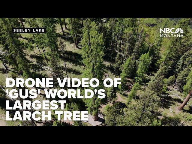 Drone footage high above Seeley Lake area and 'Gus' the world's largest larch tree
