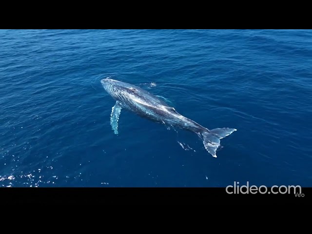 Giants of the Ocean: Unveiling the Blue Whale