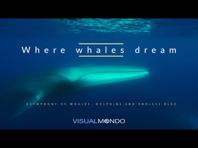 Where whales dream
