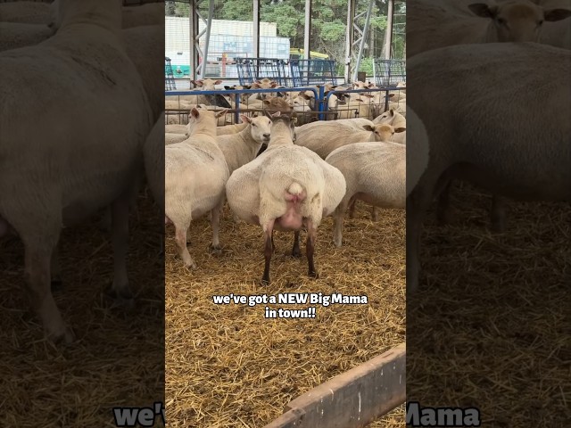 BIG MAMA has BIG PROBLEMS!!😱 #sheep #farming #pregnancy