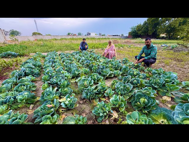 CABBAGE KOFTA || Veg Village Food