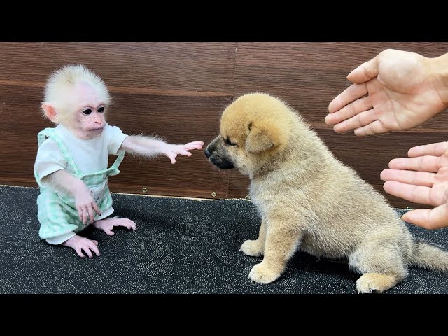 baby monkey Xuka's reaction when he discovered the presence of a puppy in his house