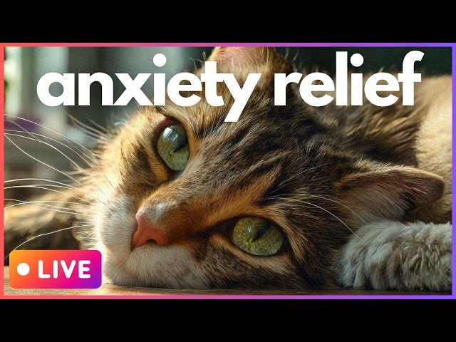 🔴 NON-STOP Calming Anti-Anxiety Music for Bored +Lonely 🐱❤️‍🩹
