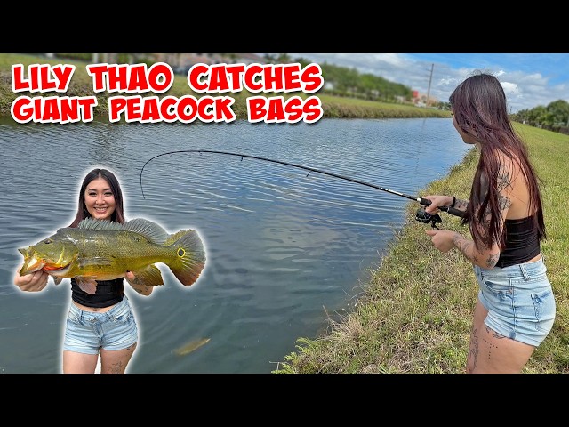 Sight Fishing GIANT Peacock Bass with Lily Thao!  Angler Spotlight