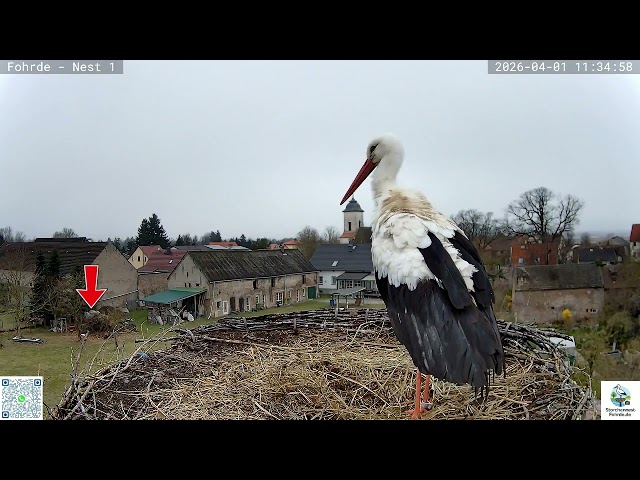 Otto holt Nistmaterial - 01.04.2026