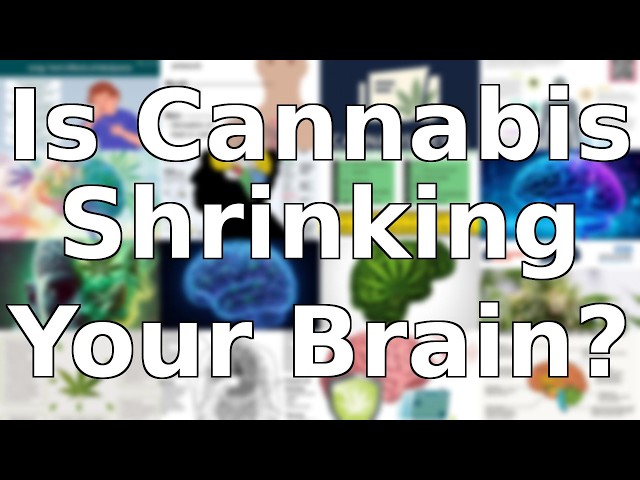 Does Long-Term Cannabis Use Actually Shrink Your Brain? Science Explained