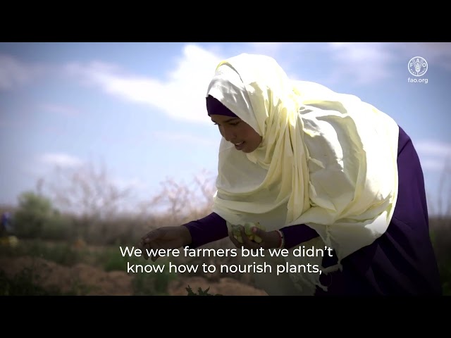 Strengthening the resilience of livelihoods in Somaliland