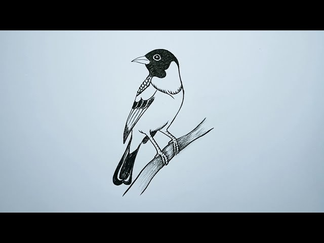 Bird drawing step by step | How to draw a bird easy |