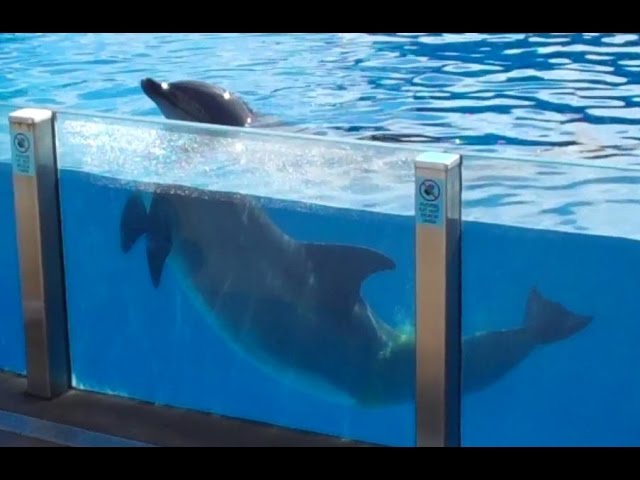 Dolphin Presention: Sadie at SeaWorld San Diego  10-18-14