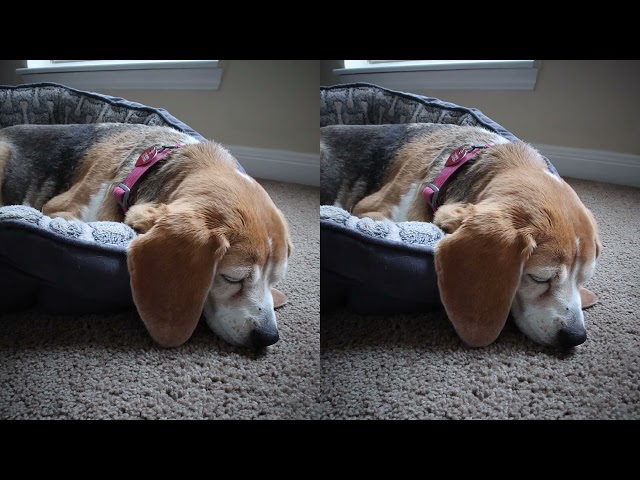 [3D 8:9] Lily snoring | Canon R7 + RF-S 7.8MM F4 STM DUAL LENS