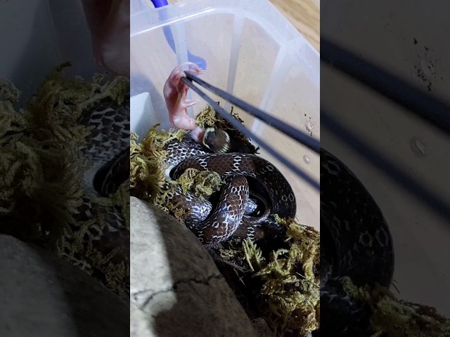 Rắn Lycodon capucinus #shorts #shortvideo #snake