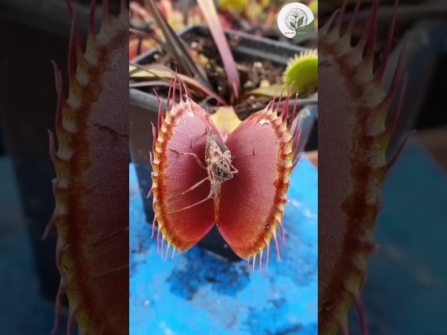 Venus Flytrap Devours Prey in Seconds! 🌿⚡ #shorts #plants #botany