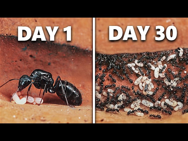 Simulating an Ant Colony For 30 Days