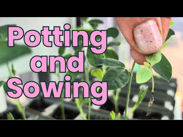 Potting Up & Sowing Seeds — Our Spring Garden Journey