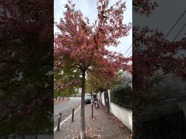 PUNJABI IN FRANCE 🇫🇷 | PARIS | AUTUME | WEATHER | WINTER | OCTOBER | 2022 |  NATURE