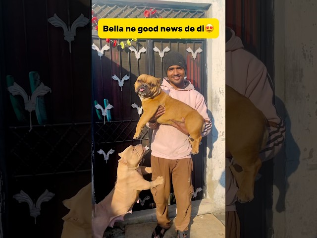 Bella🐶ne good news de di😍 #minivlog #vlog #viral #pets #americanbully #bullybreed #dog