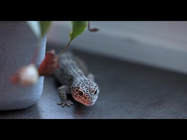 Miffi 11. Geburtstag