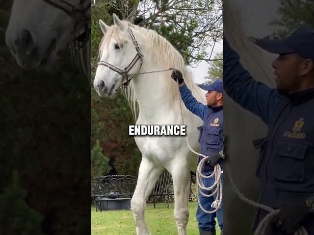 This French horse was basically a tank #horse #medieval #shorts