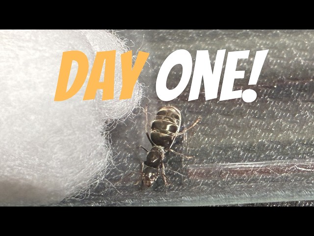 Raising An Ant Colony From Day 1 | Ep1