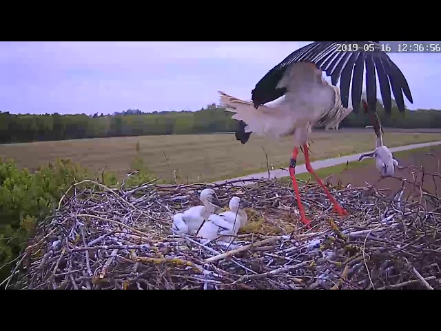 Storch wirft Küken aus dem Nest