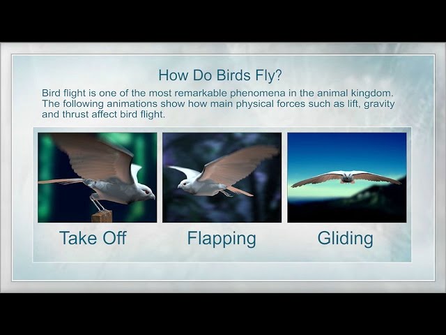 How Birds Fly