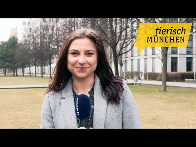 Hilfe für Tiere aus der Ukraine und ein Laubfrosch als Blinder Passagier | Tierisch München