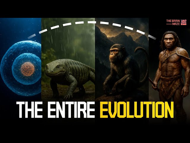 Our Entire Evolution