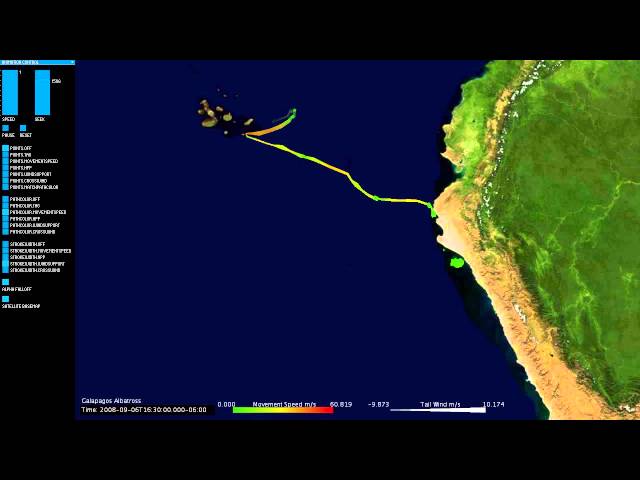 Dynamic visualization of animal movement data and environmental variables