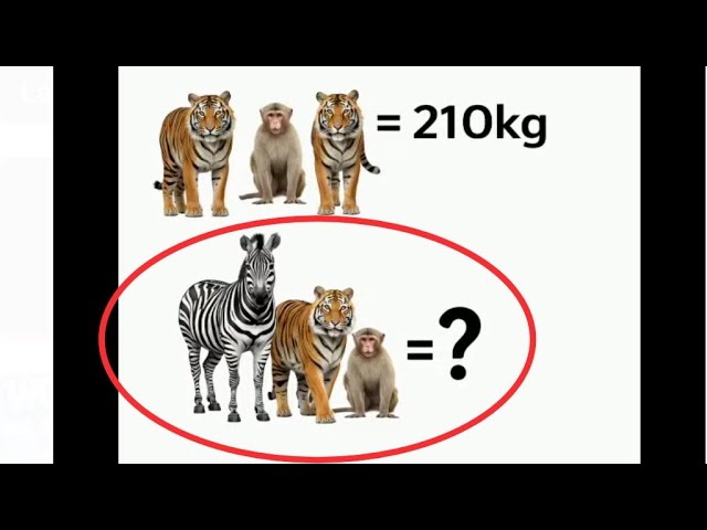 giraffe Tiger monkey🧐? kg