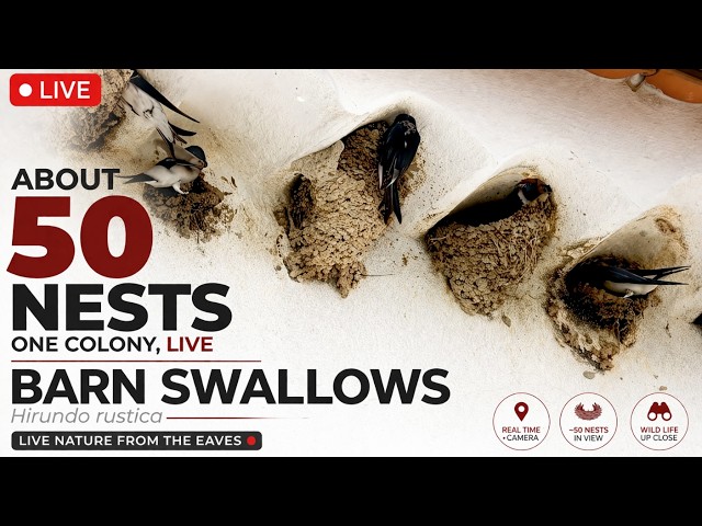 Stream em direto de LUPEIKAF  NESTS