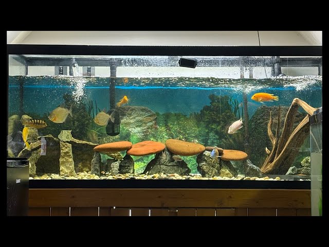 Glass/Tank Cleaning NEW! Aqua Scape!