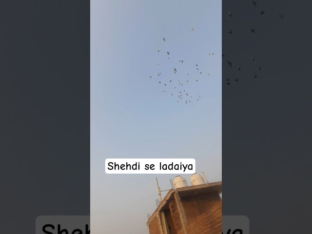 #rohitloft #jamnapar #kabootarloft05 #kabootarbazi #pigeon