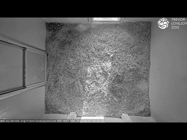 Trevor-Lovejoy Zoo LIVE - Red Wolf Den