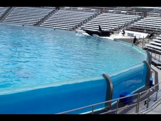 Shamu's Celebration Light Up the Night Rehearsal (Nakai)