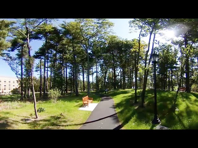 Pine Tree Preserve 360° Video