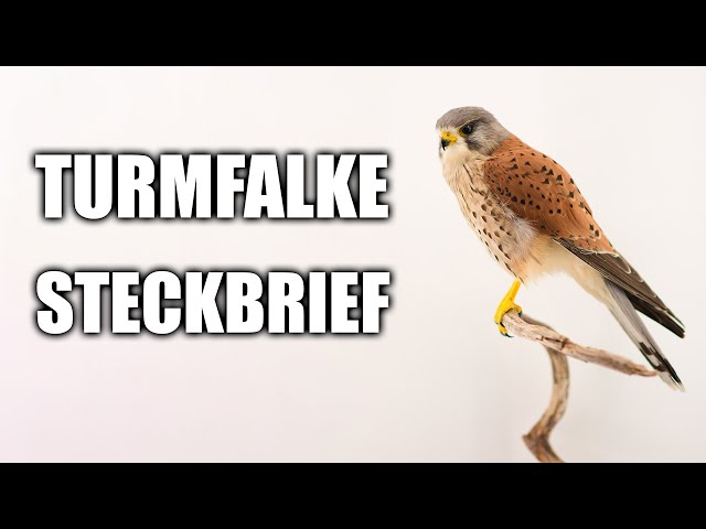 Turmfalke Artportrait (Aussehen, Vogelstimme und mehr)