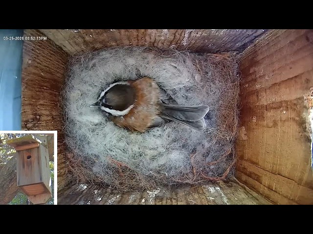 Chestut-backed chickadee nestcam watch live stream SF Bay Area 2026