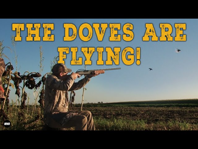 Dove Hunting on Opening Weekend!