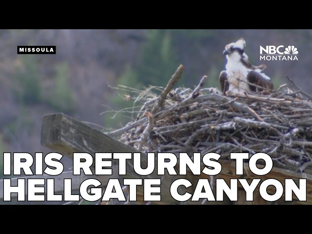 Iris the osprey makes 2026 spring debut