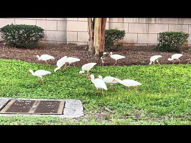Colony of American White Ibises probing for bugs