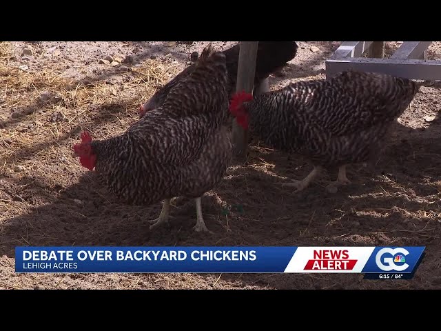 Feathers fly as Lehigh Acres residents challenge county chicken restrictions